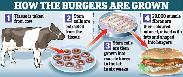 The Process of Growing Meat from Cells